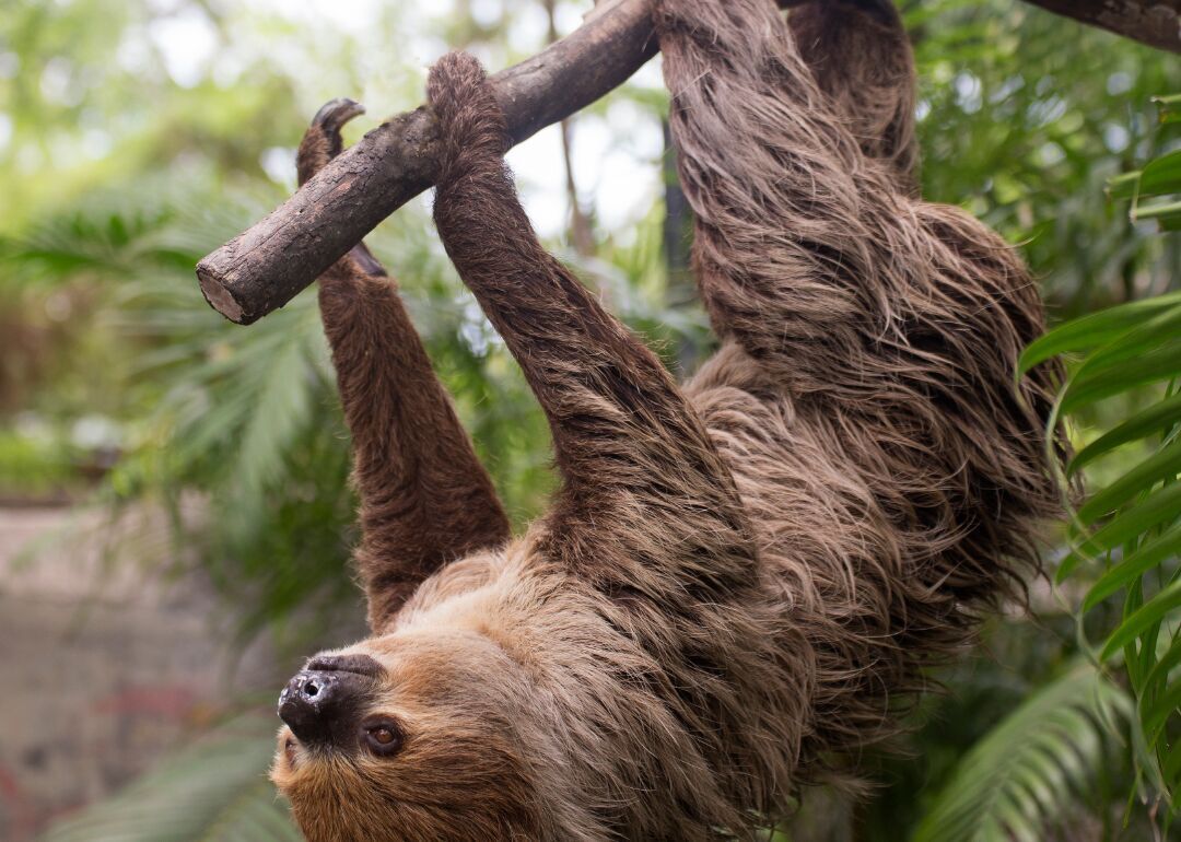 Answer #10: What is a sloth?